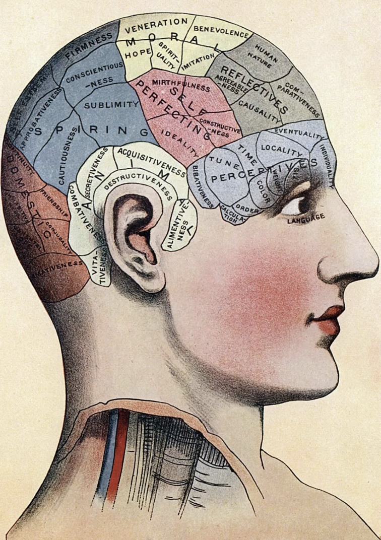 “Phrenology is a pseudo-science, where adherents think that measuring the bumps on peoples skulls can predict things about their mental traits.”